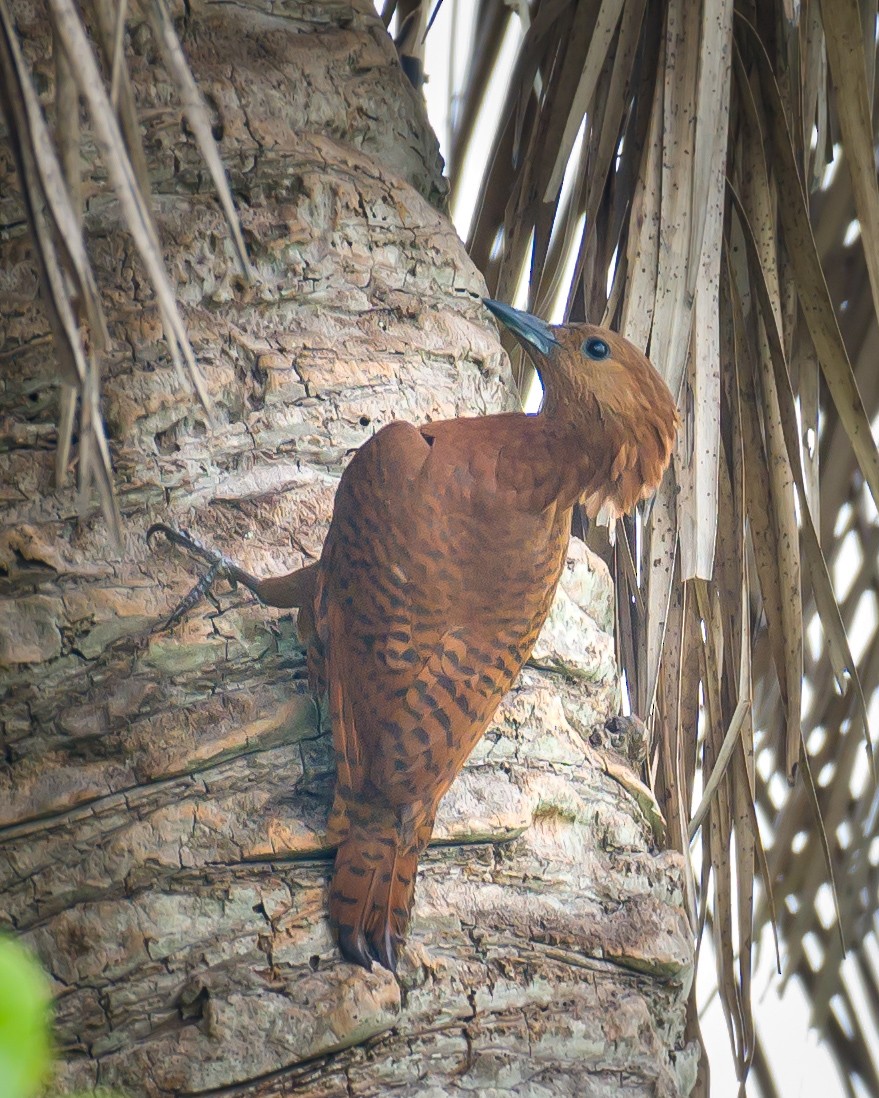 Rufous Woodpecker - ML618803961
