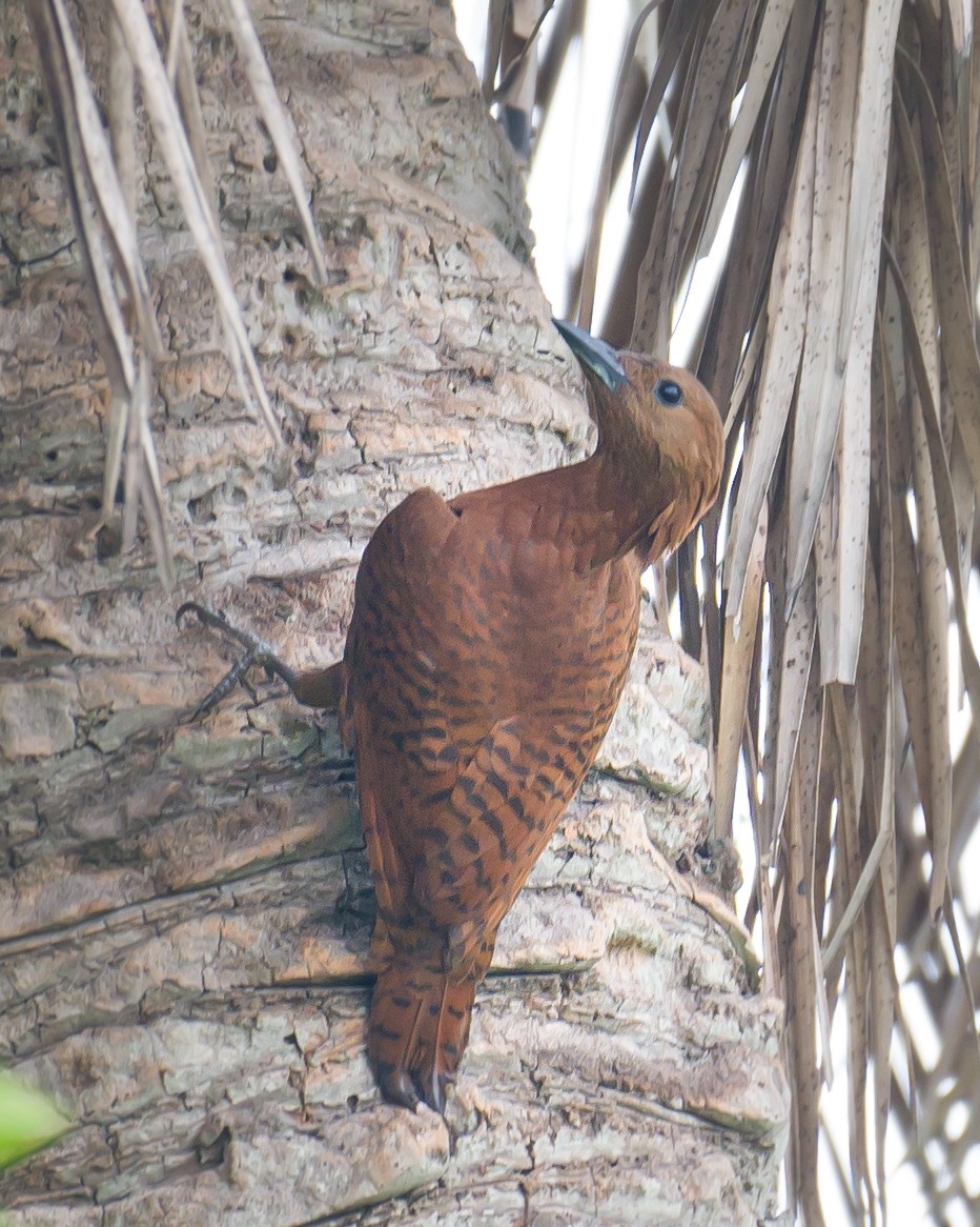 Rufous Woodpecker - Munshi Abul Barakat