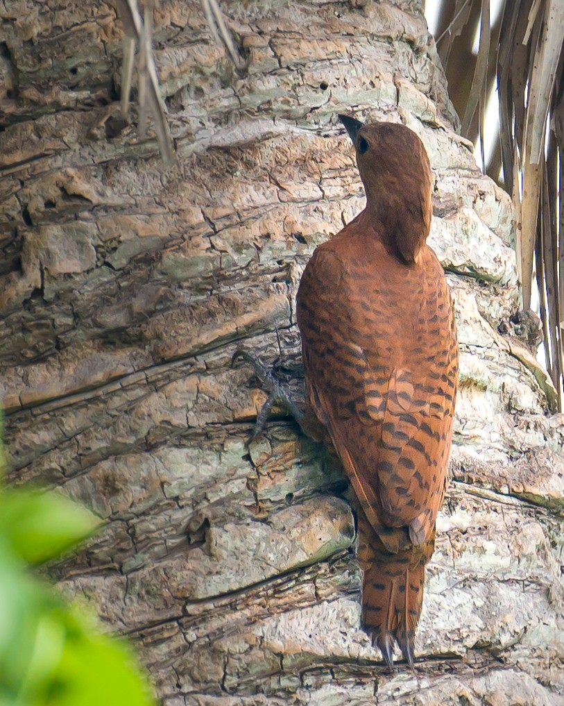 Rufous Woodpecker - ML618803964