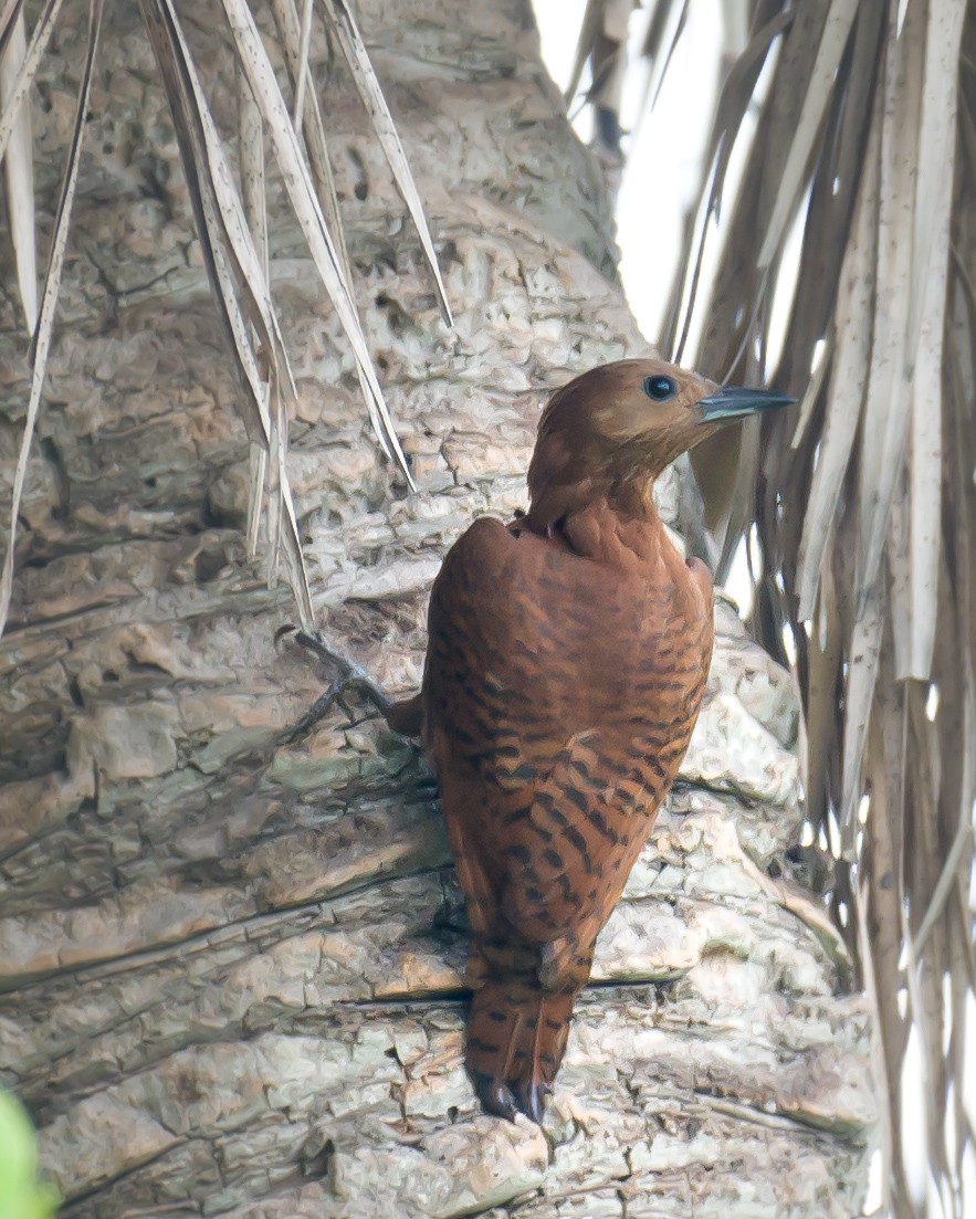 Rufous Woodpecker - ML618803965