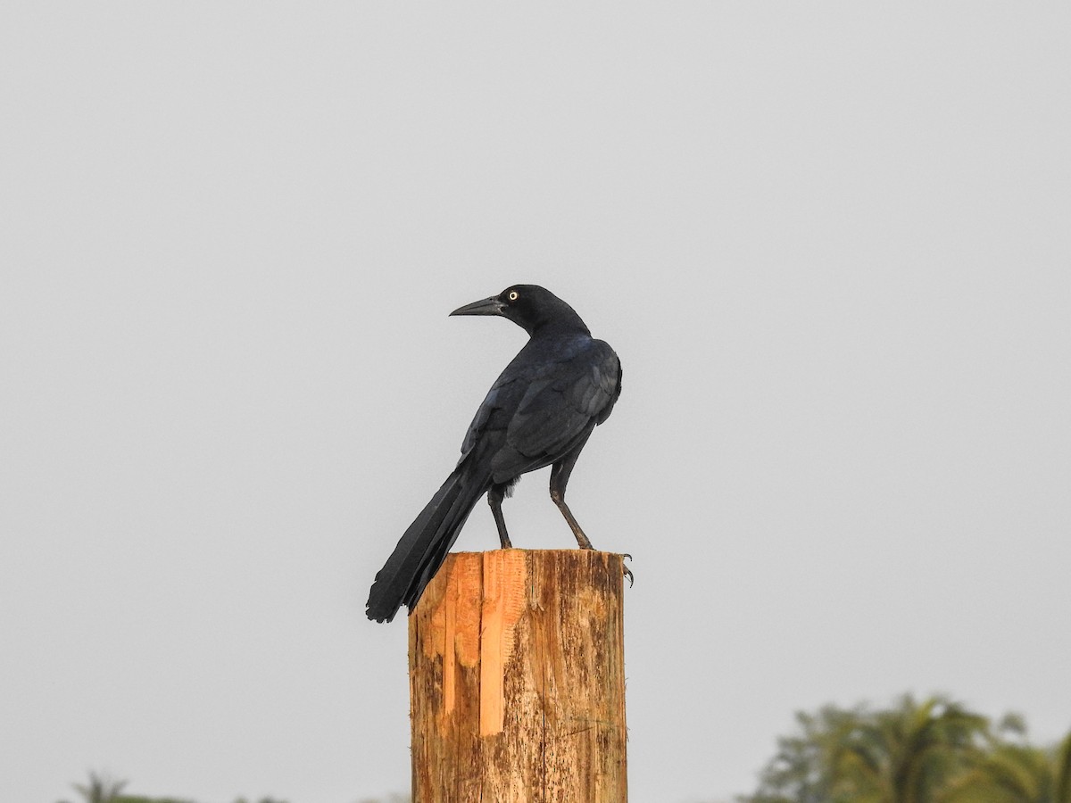 Great-tailed Grackle - ML618803978