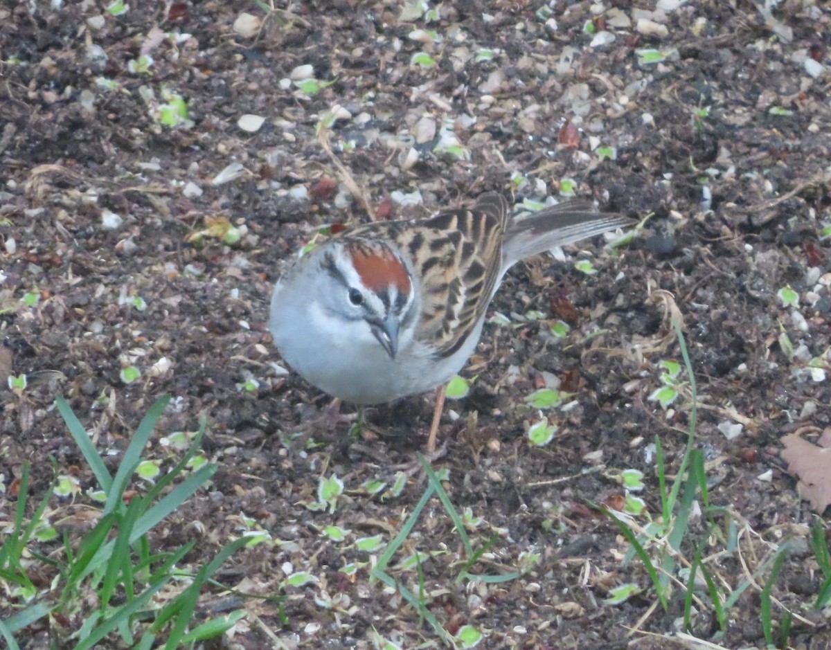 Chipping Sparrow - ML618803980