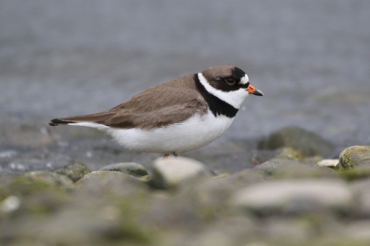Semipalmated Plover - ML618803989