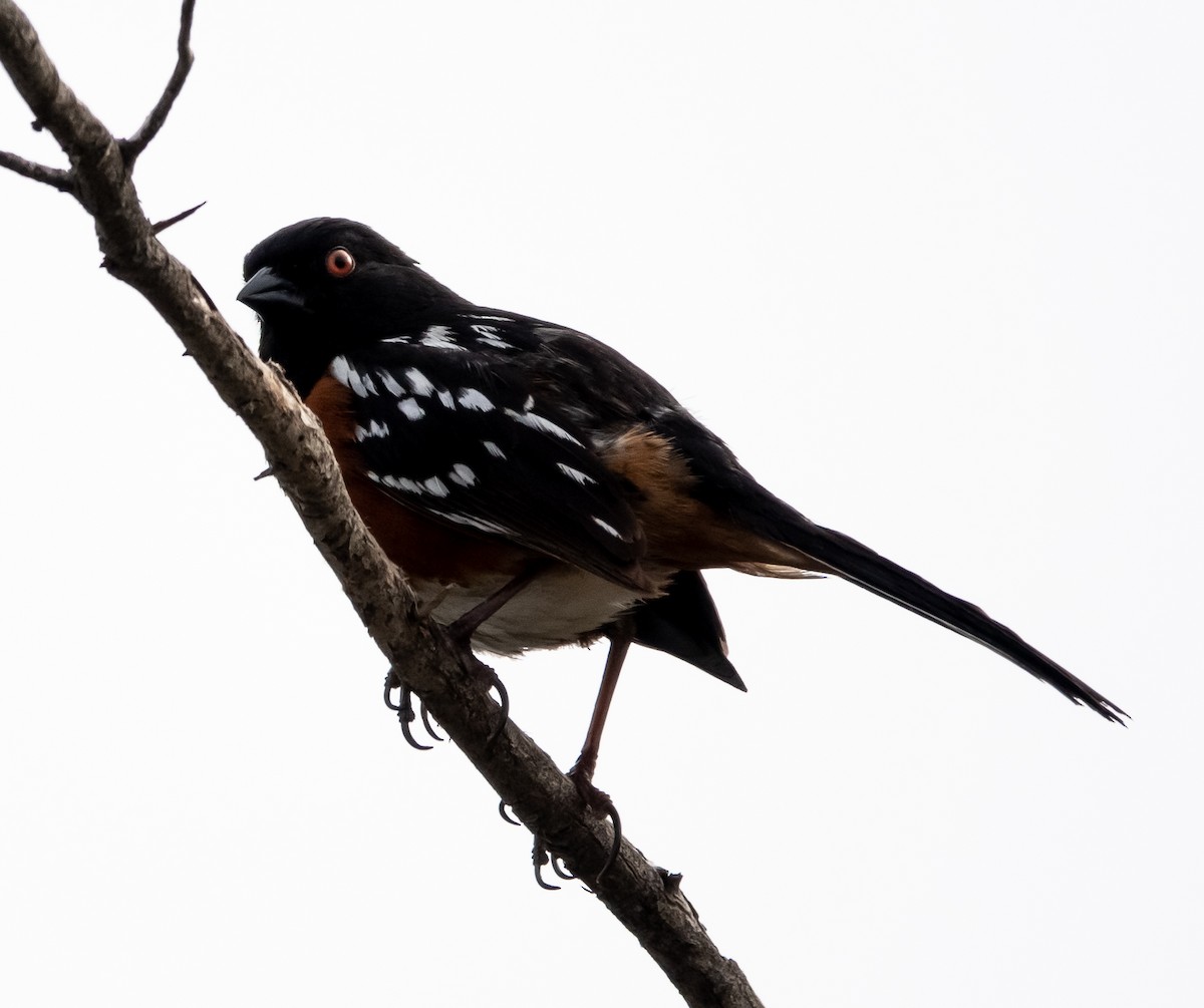 Spotted Towhee - Betsy Mooney