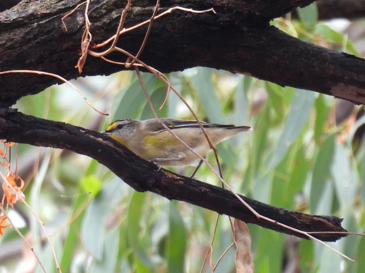 Striated Pardalote (Yellow-tipped) - ML618804023