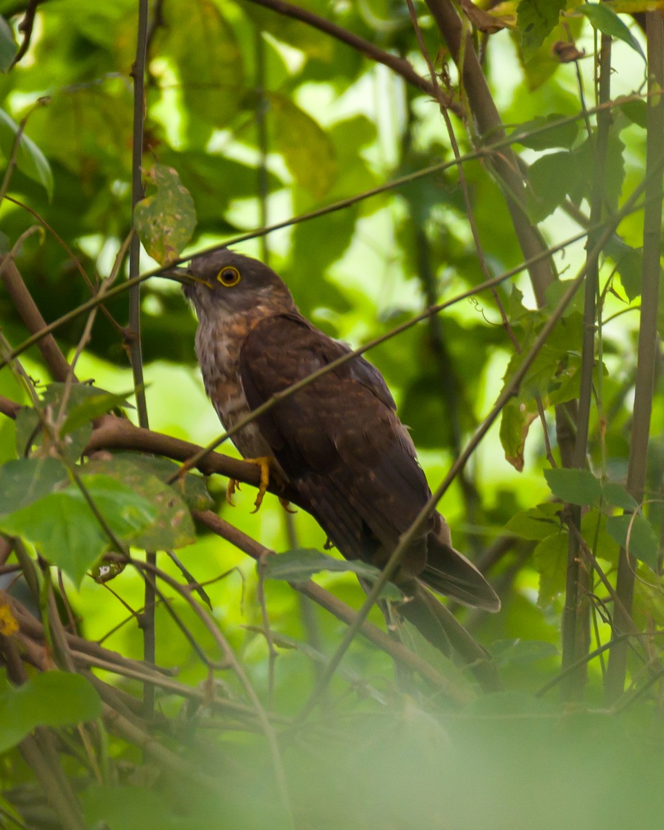 Common Hawk-Cuckoo - Munshi Abul Barakat