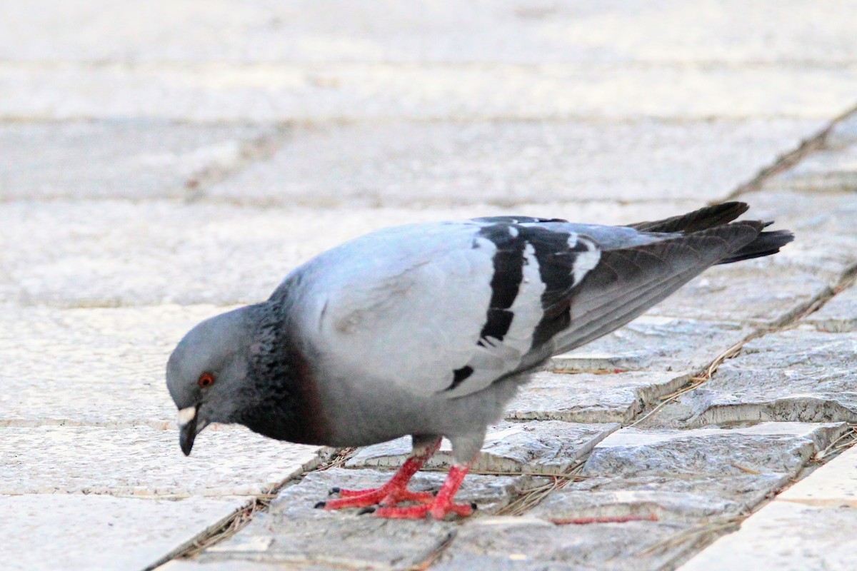 Rock Pigeon (Feral Pigeon) - ML618804059