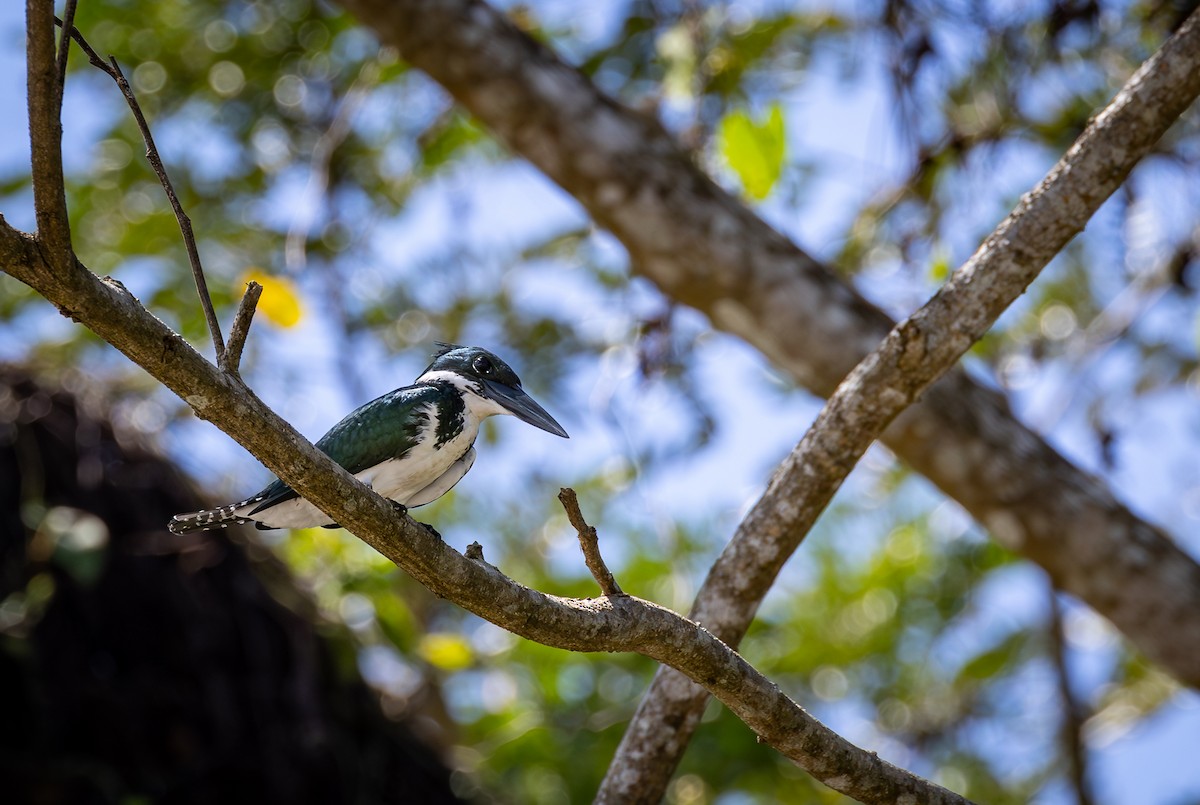Amazon Kingfisher - Peek Ehlinger