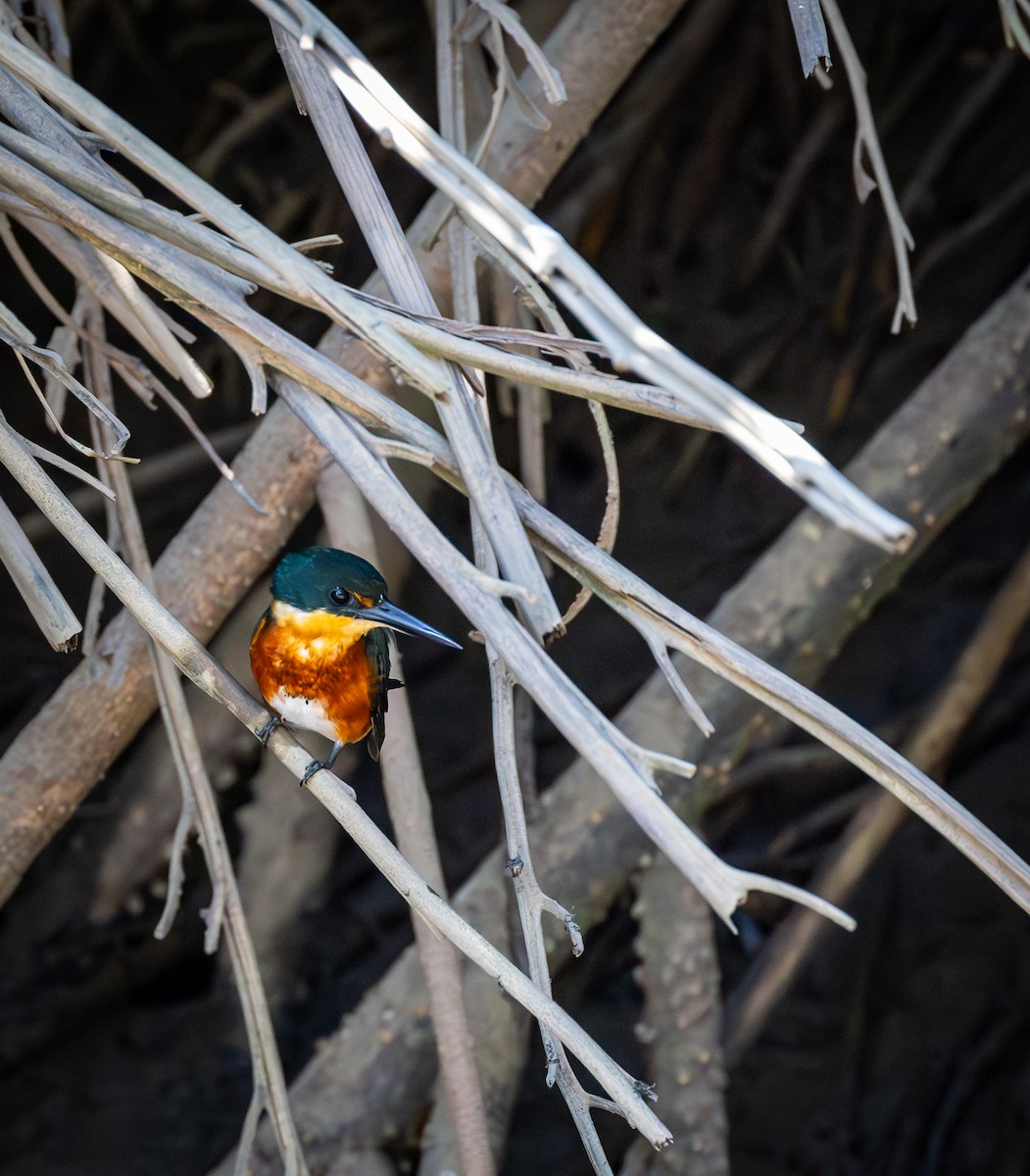 American Pygmy Kingfisher - Peek Ehlinger