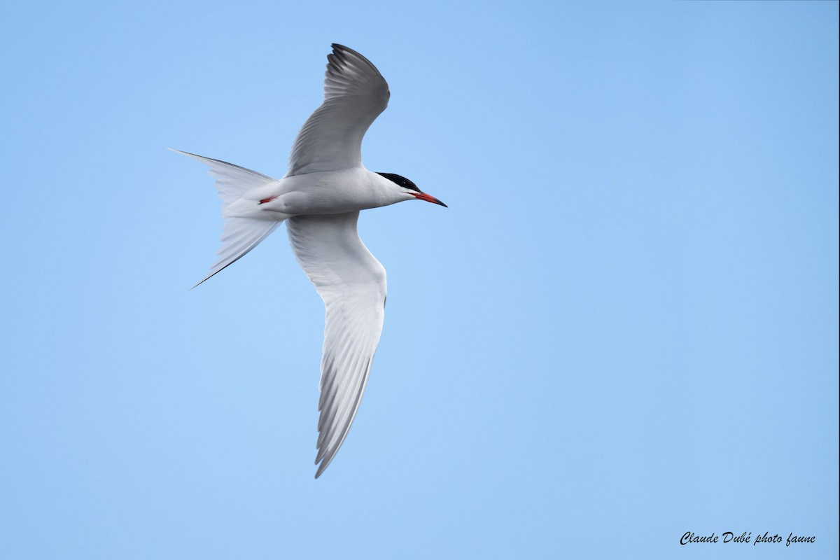 Common Tern - Claude Dubé