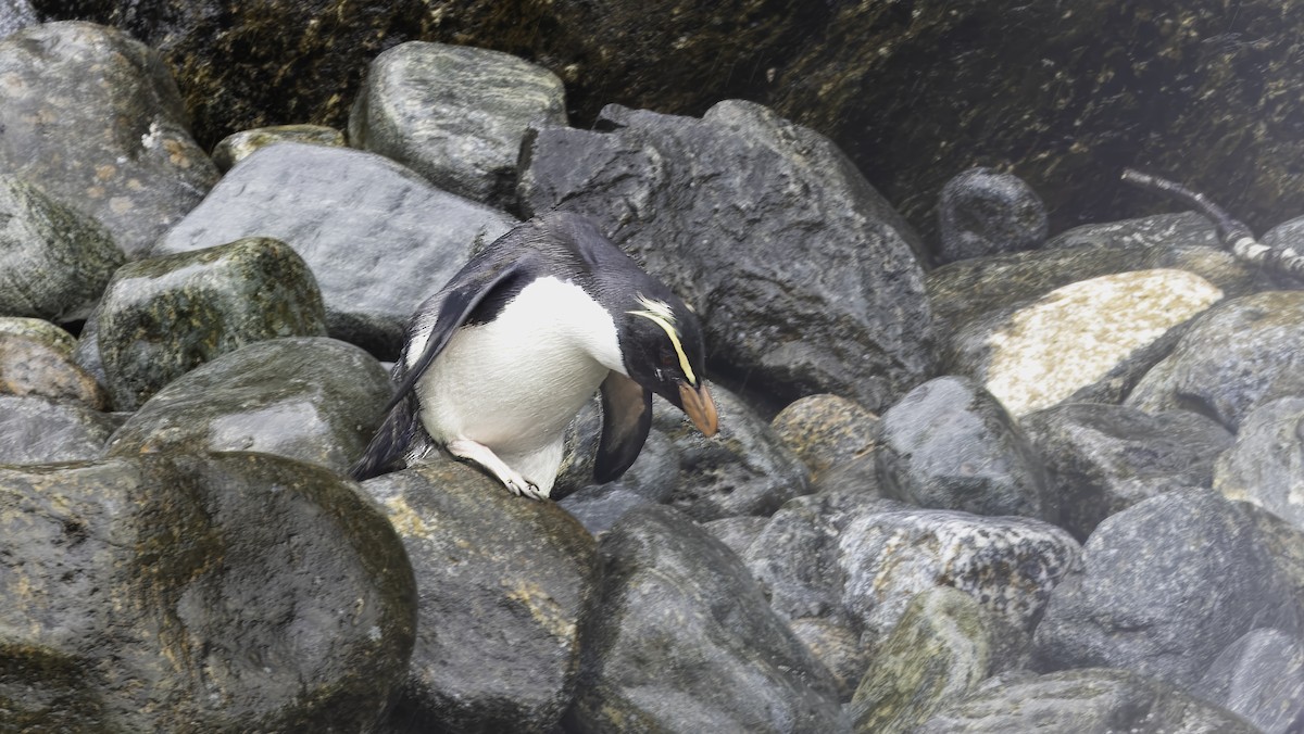 Fiordland Penguin - ML618804102