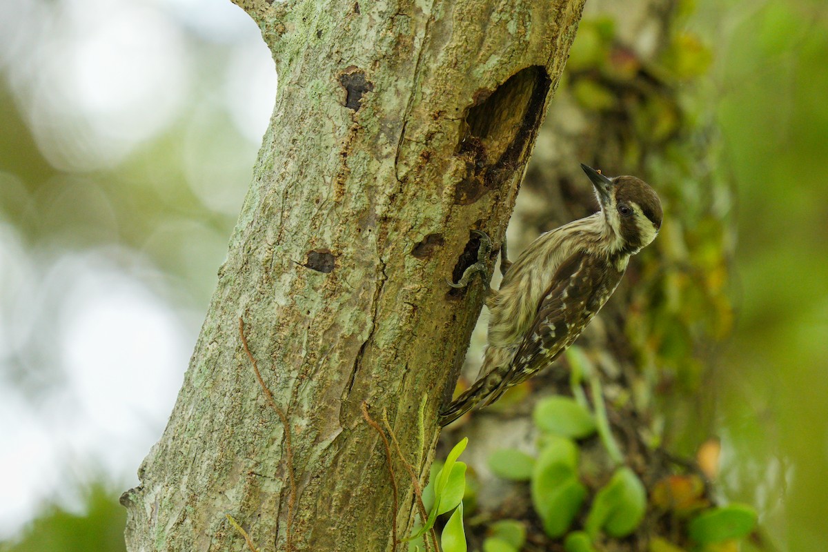 Sunda Pygmy Woodpecker - ML618804105