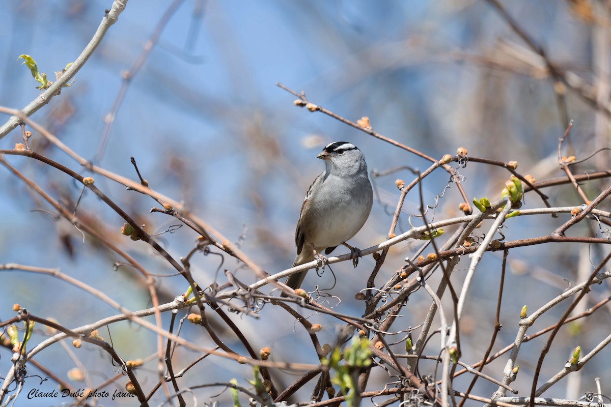 White-crowned Sparrow - Claude Dubé