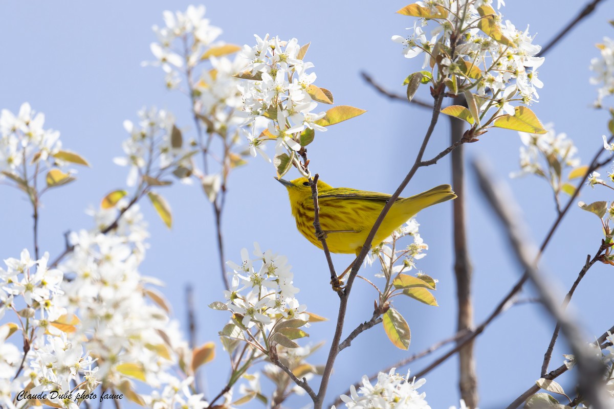 Yellow Warbler - Claude Dubé