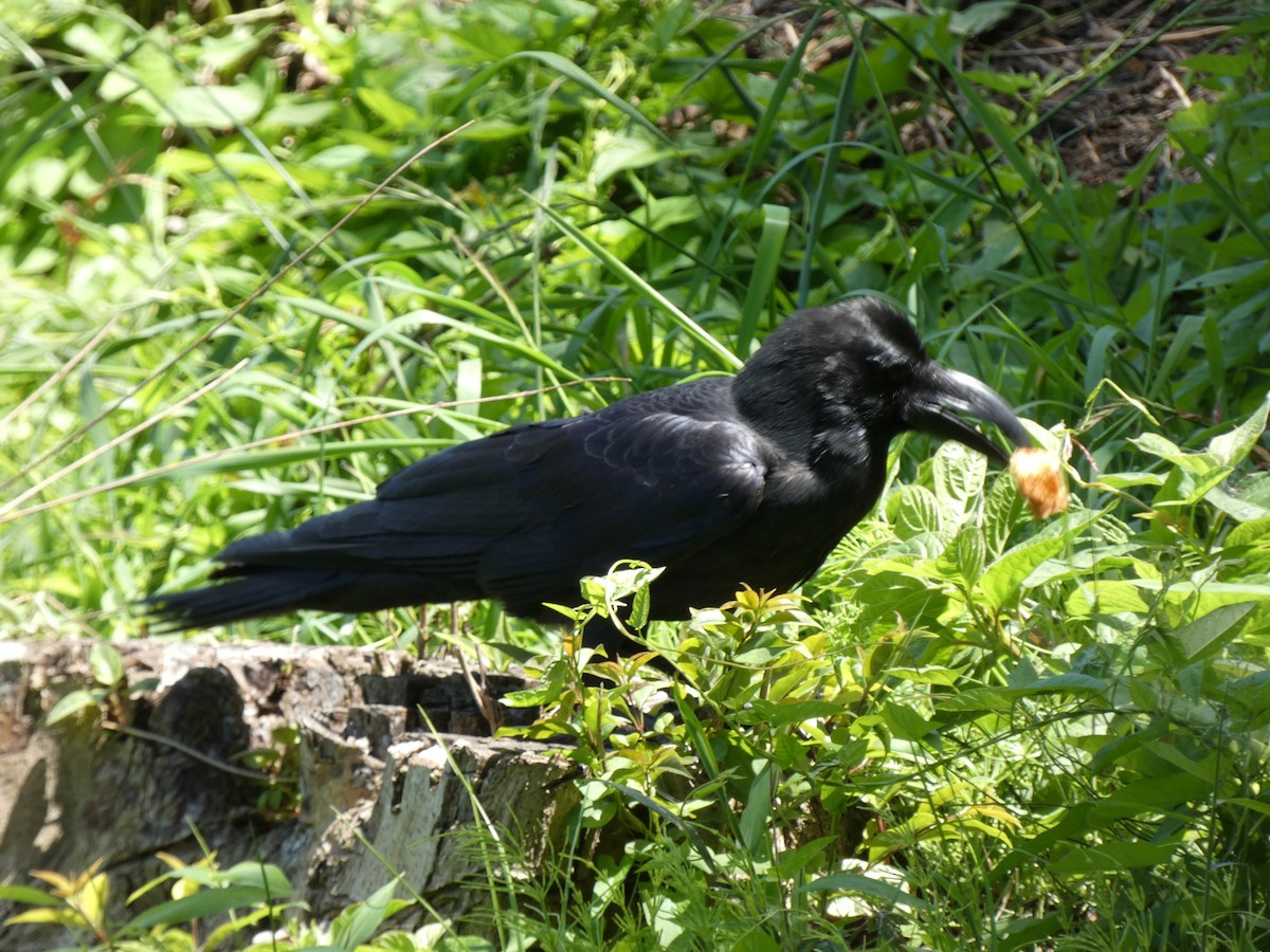 Large-billed Crow - ML618804139