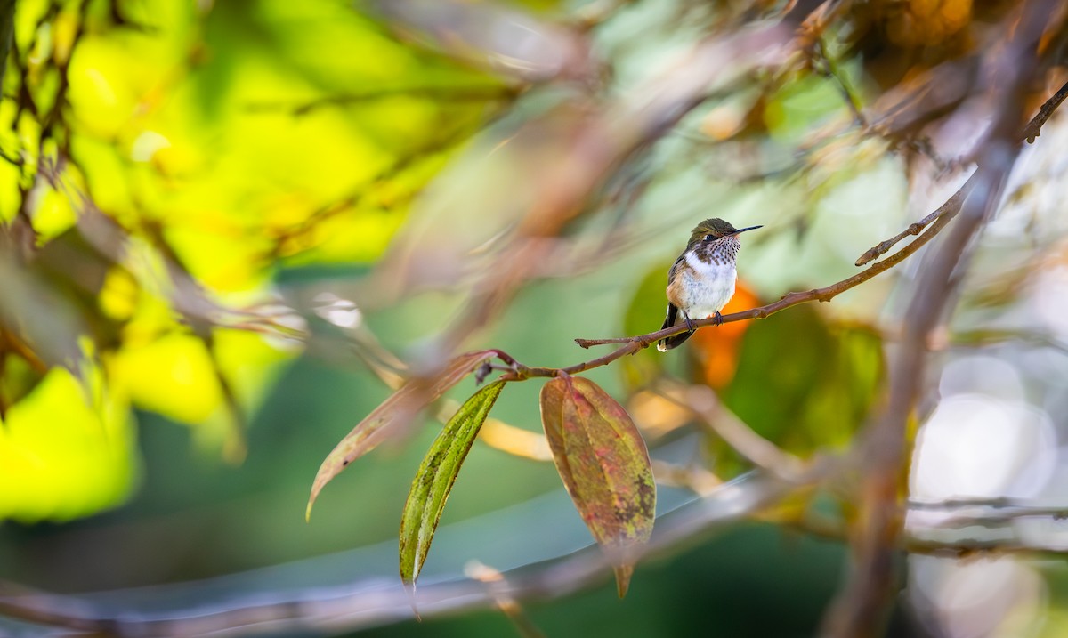 Volcano Hummingbird - Peek Ehlinger