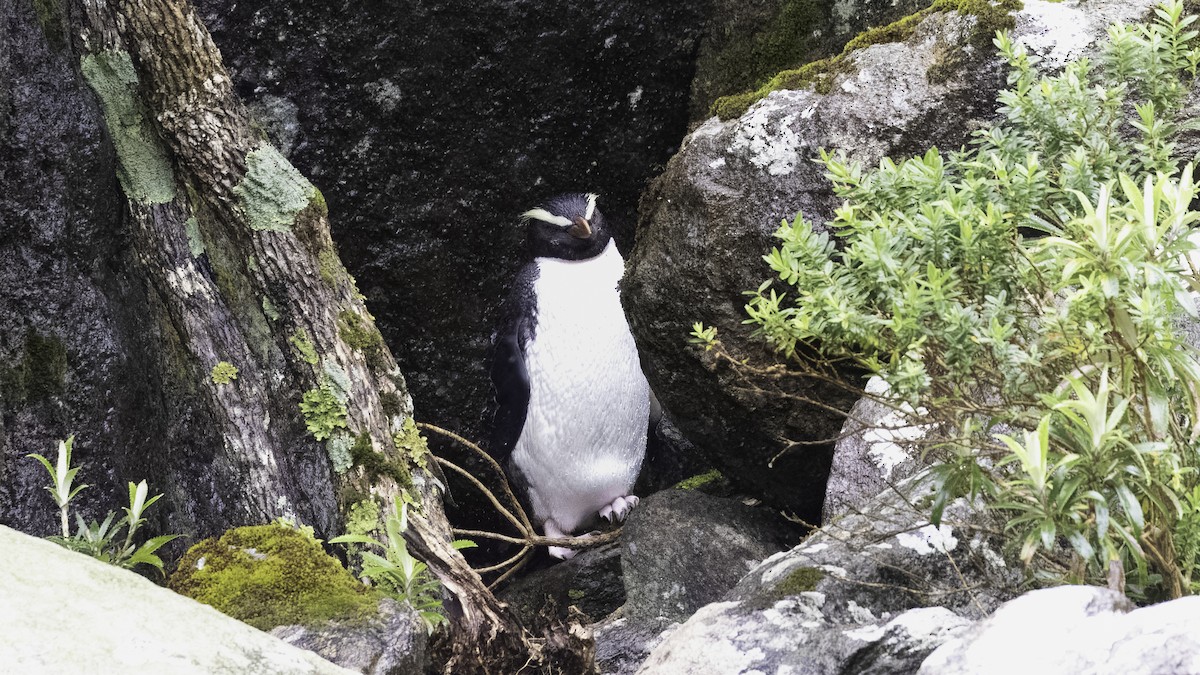 Fiordland Penguin - Markus Craig