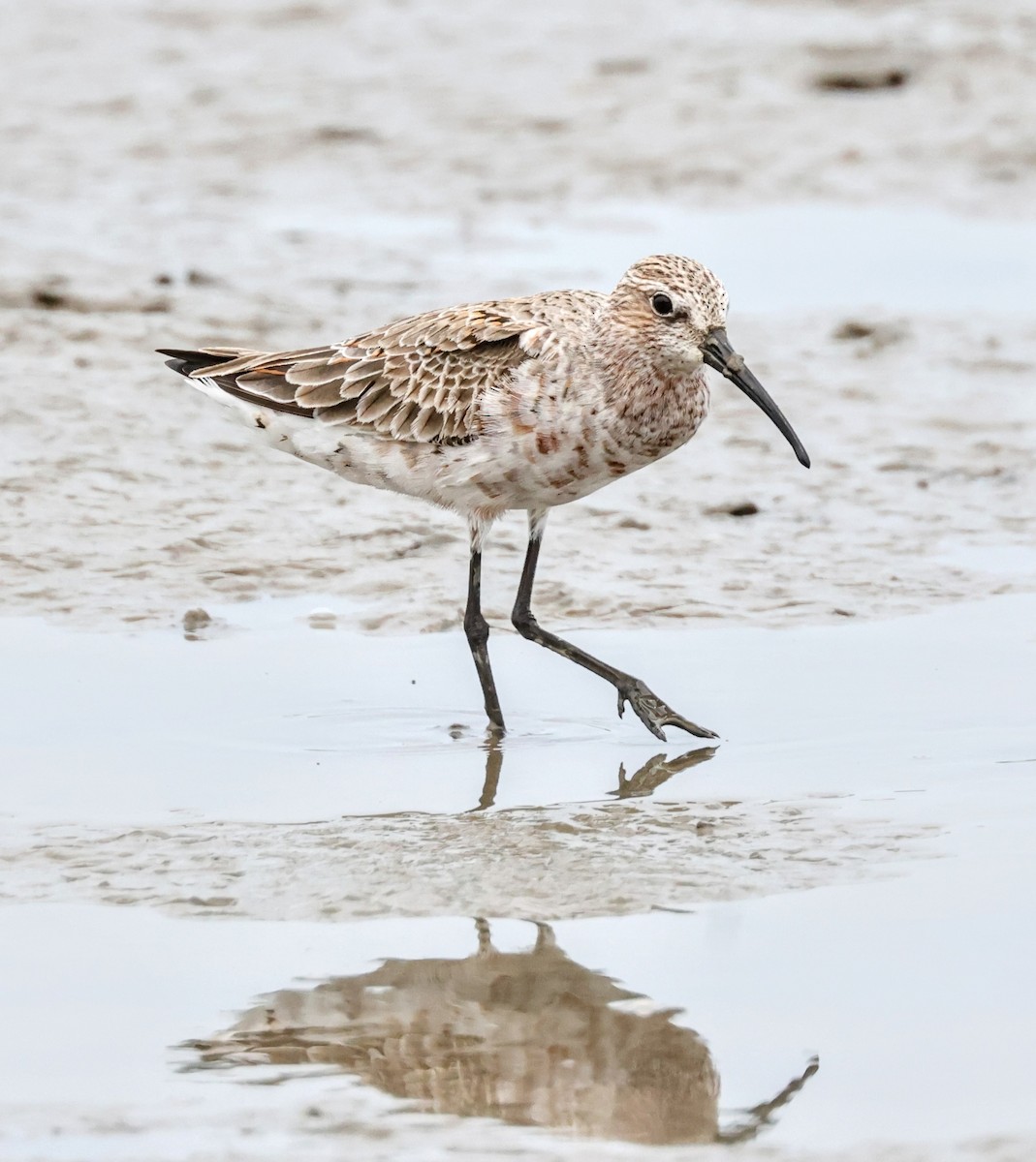 Curlew Sandpiper - Chung-ying Lin
