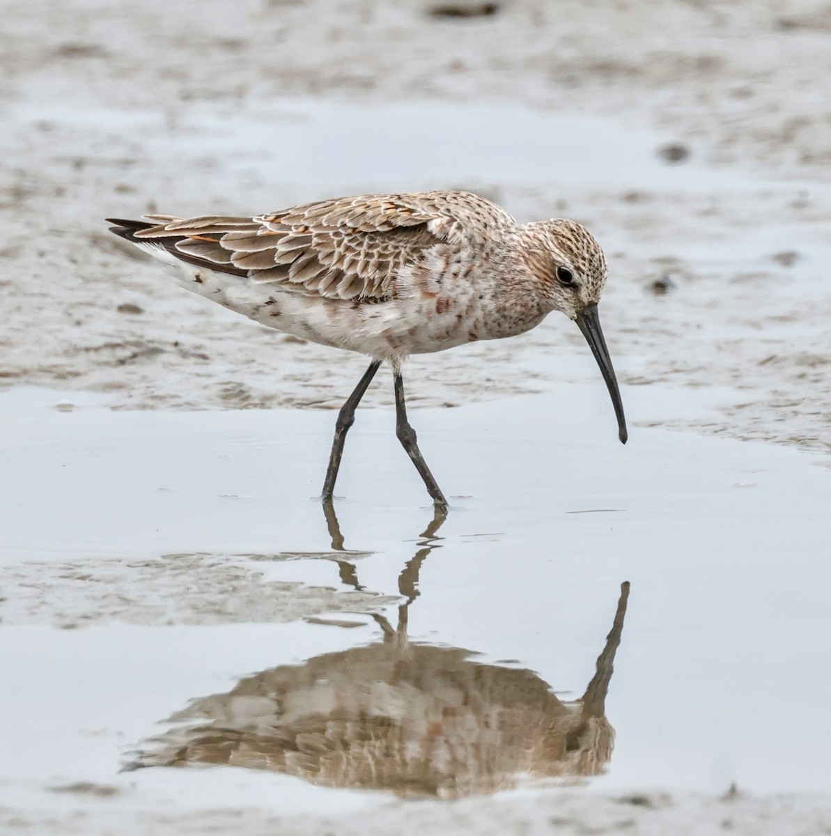Curlew Sandpiper - Chung-ying Lin
