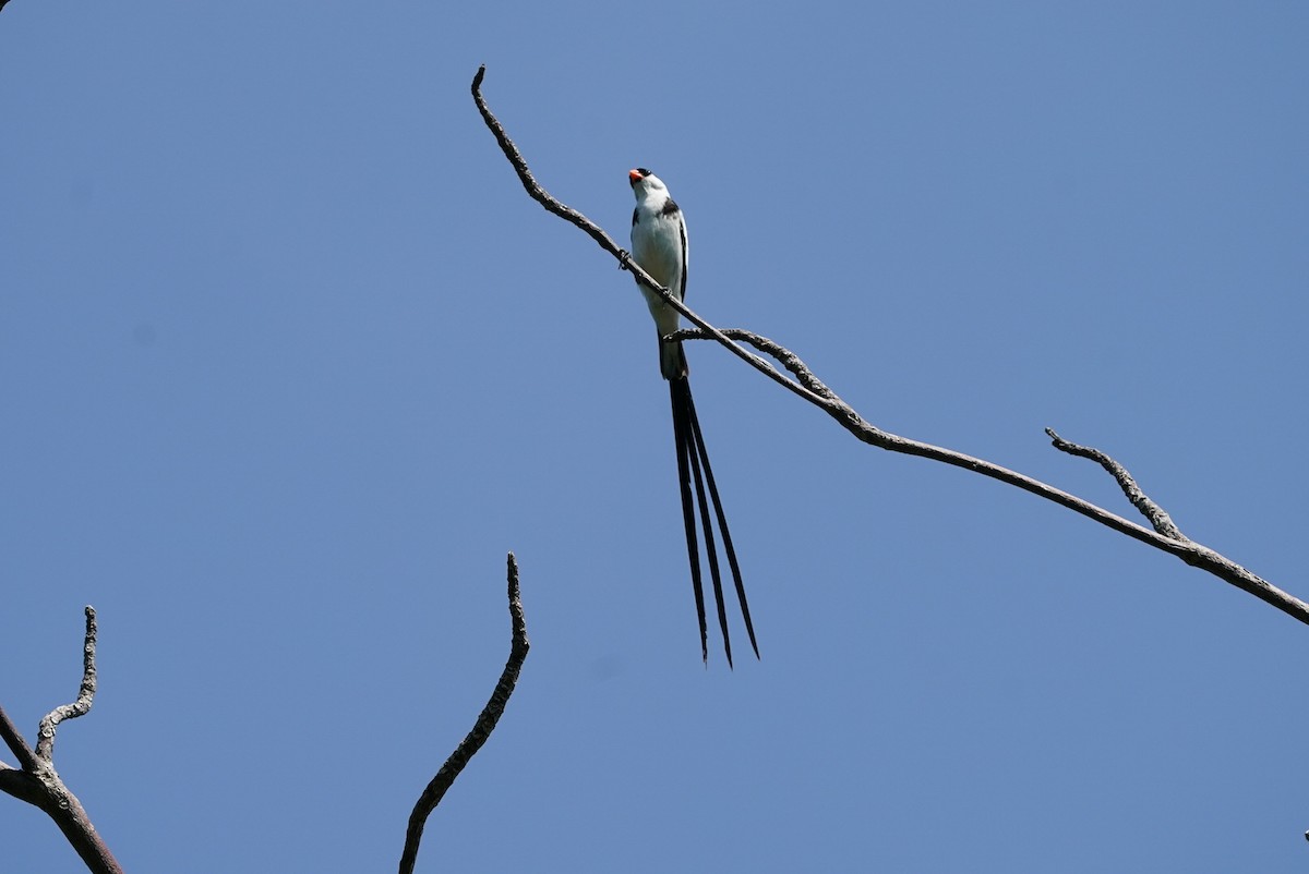 Pin-tailed Whydah - ML618804244