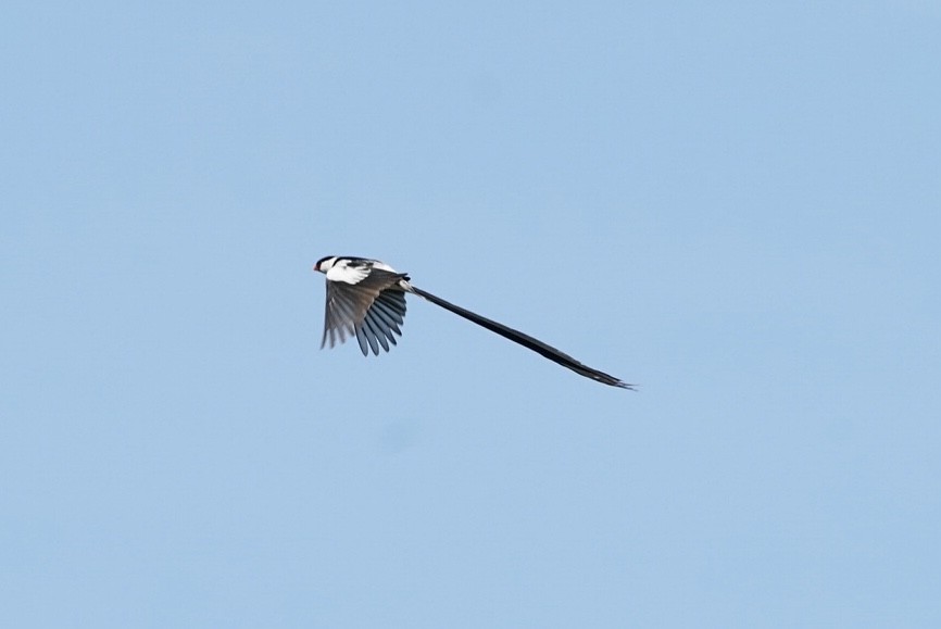Pin-tailed Whydah - ML618804245