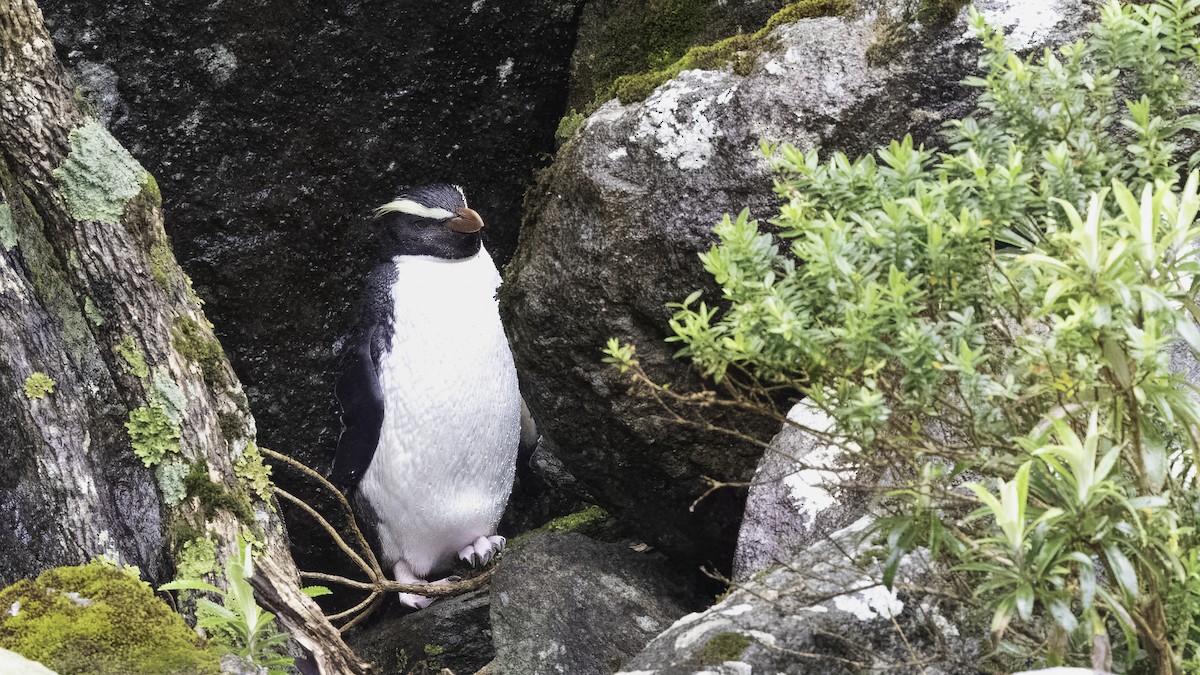 Fiordland Penguin - Markus Craig