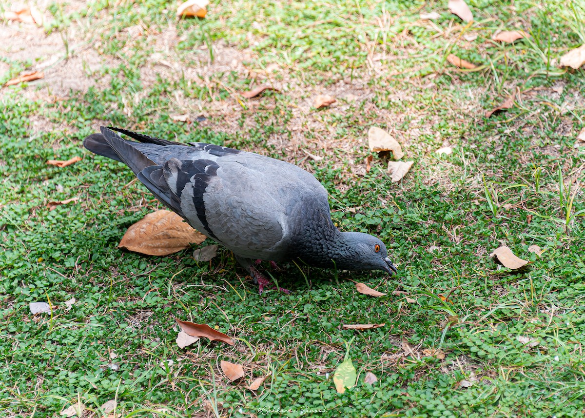 Rock Pigeon (Feral Pigeon) - ML618804249