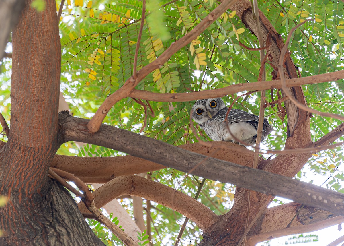 Spotted Owlet - ML618804253