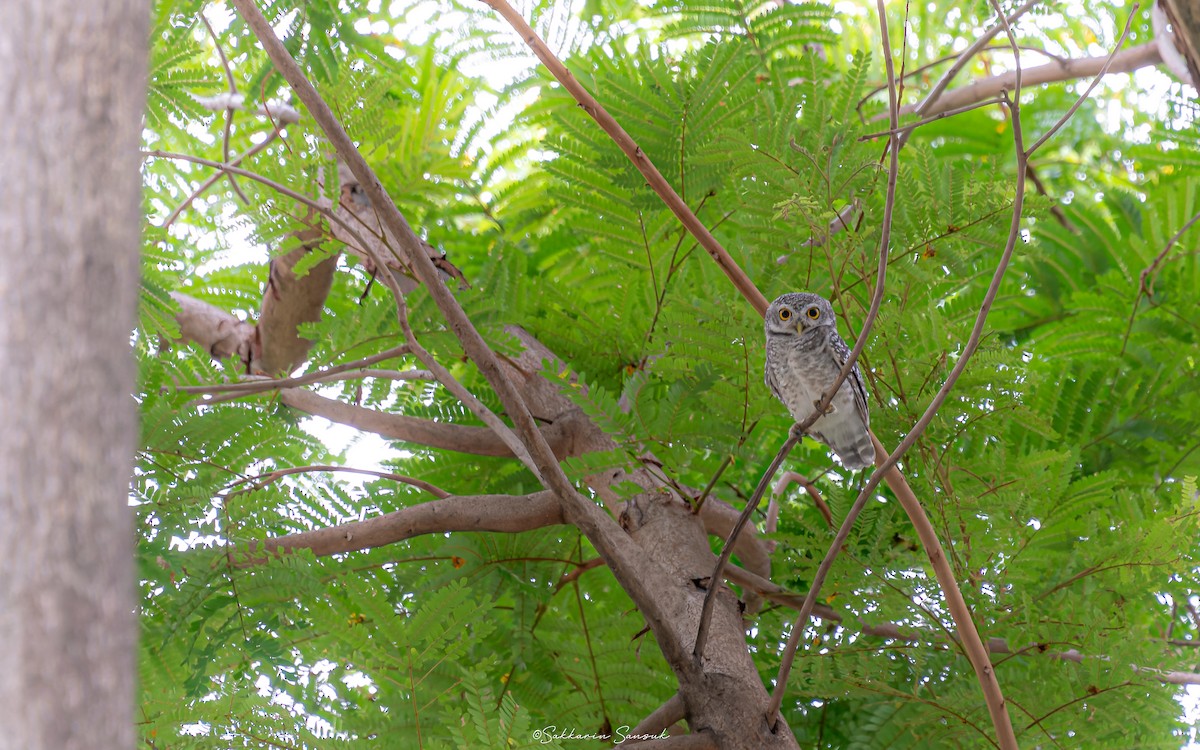 Spotted Owlet - ML618804256