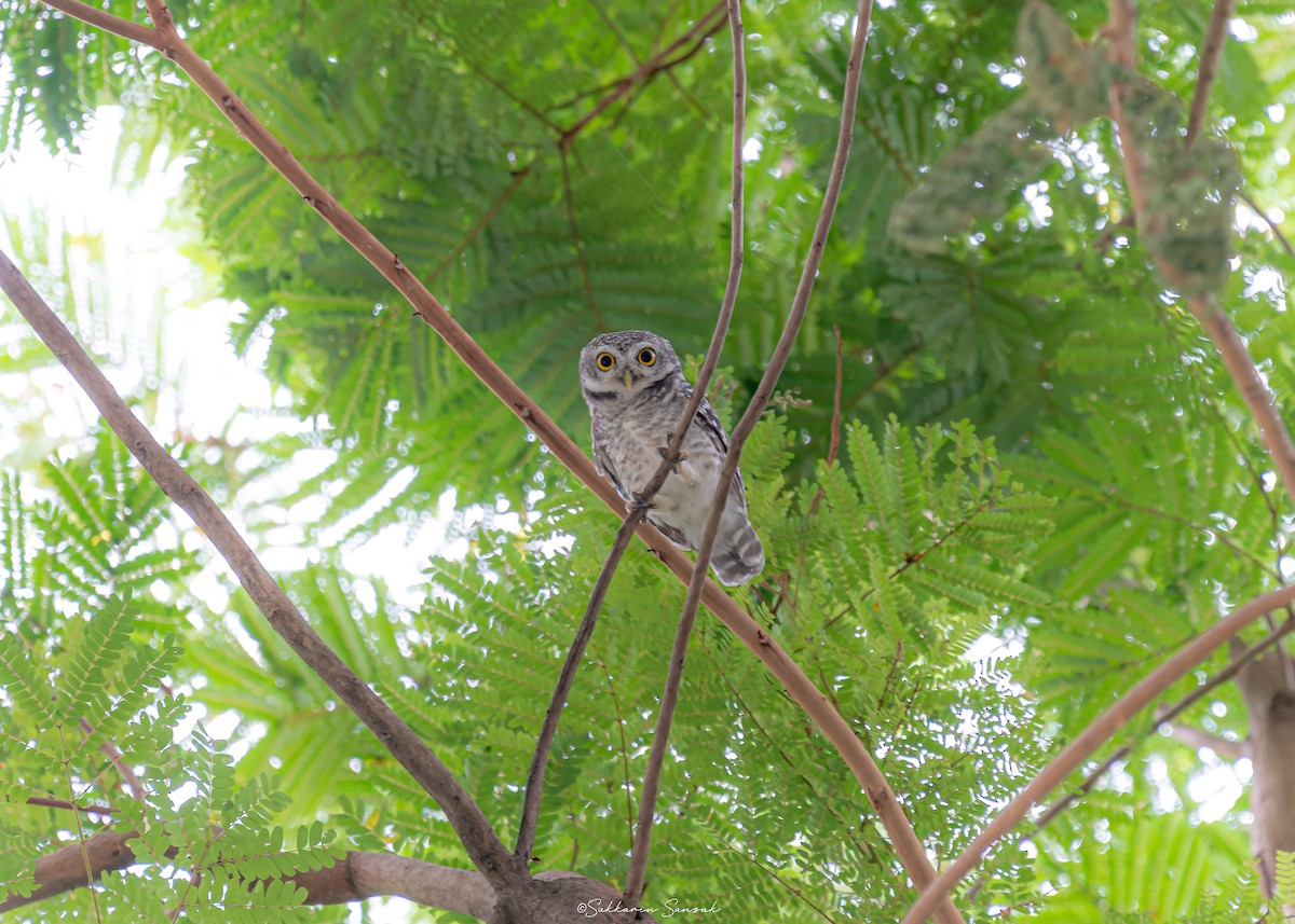 Spotted Owlet - Sakkarin Sansuk
