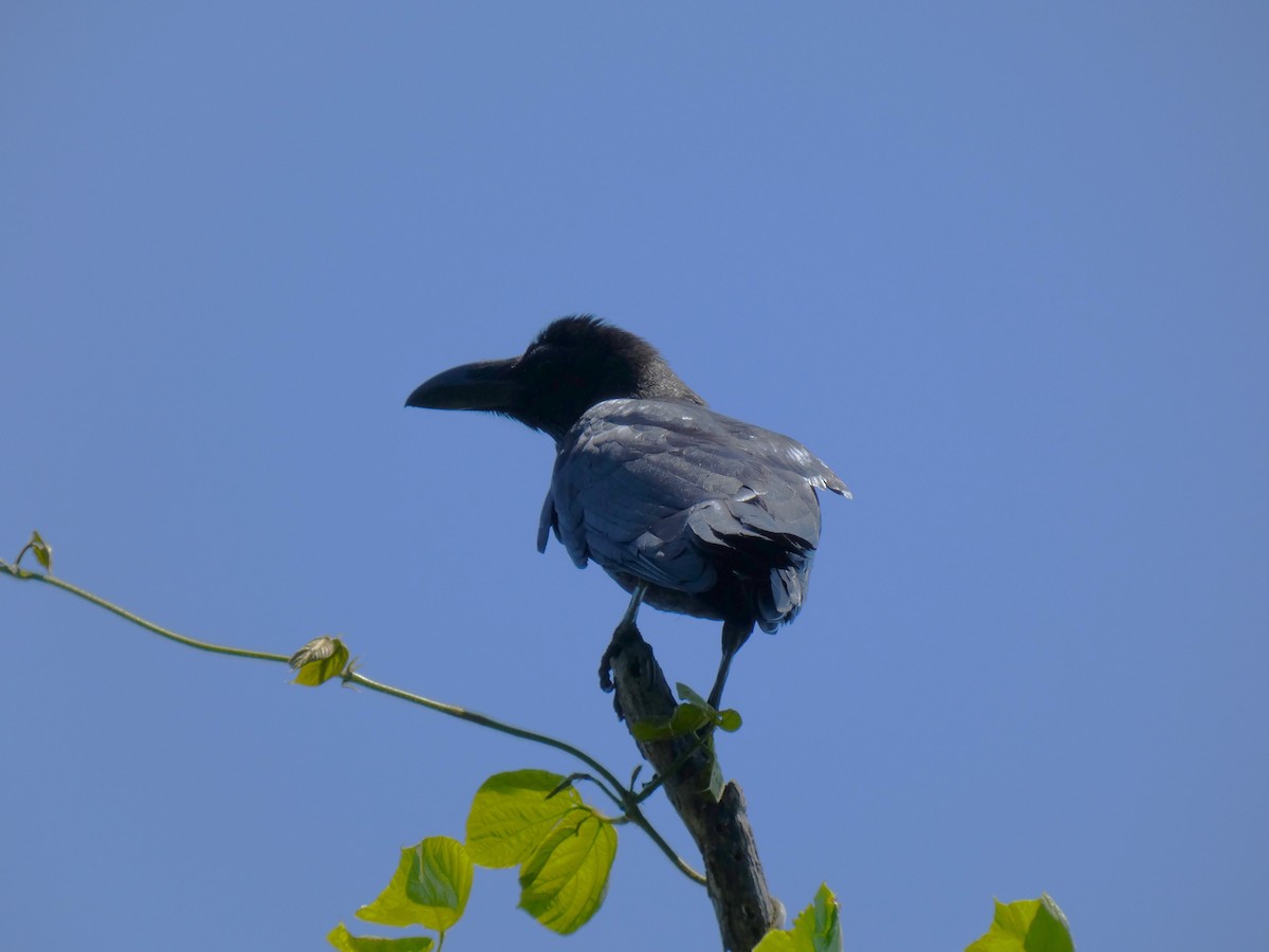 Large-billed Crow - Luke Knutson