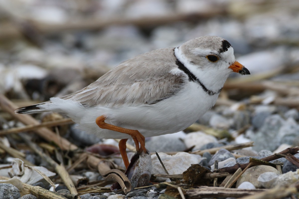 Piping Plover - ML618804283