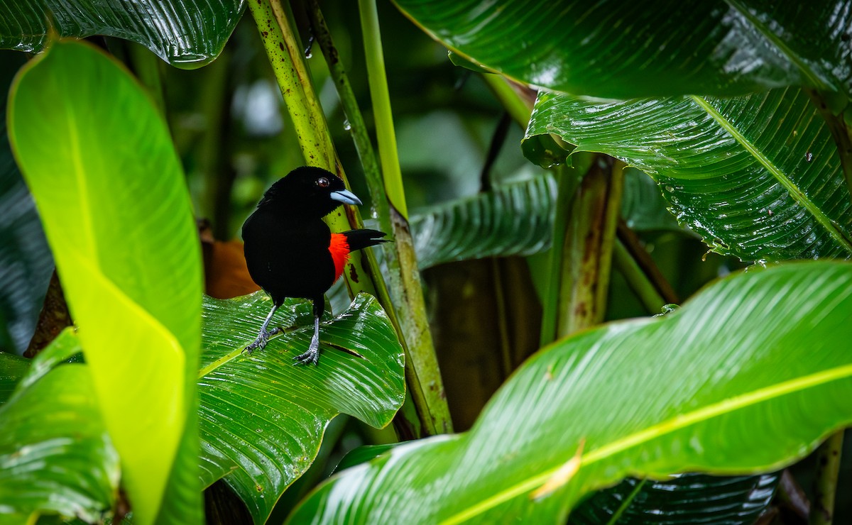 Scarlet-rumped Tanager - ML618804289
