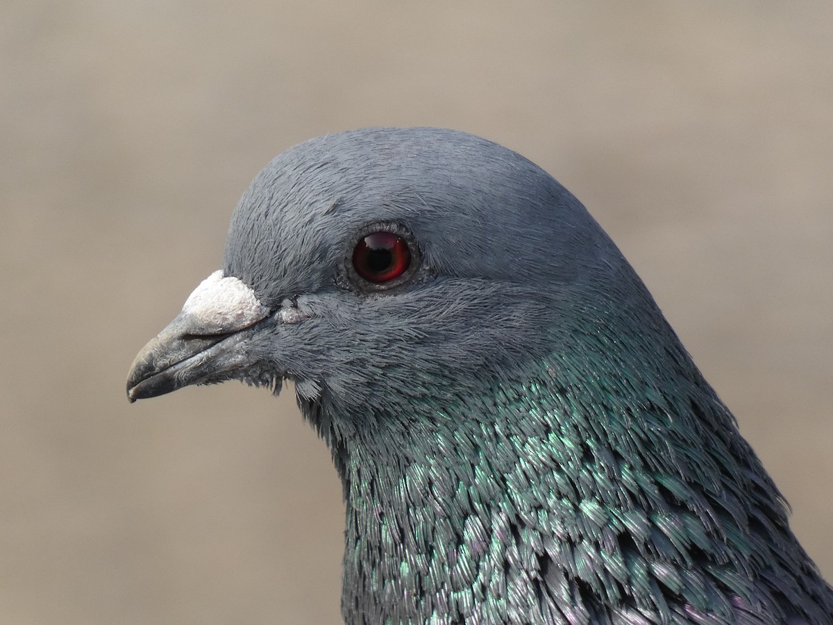 Rock Pigeon (Feral Pigeon) - ML618804362