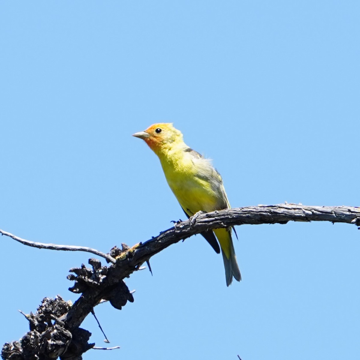 Western Tanager - ML618804369