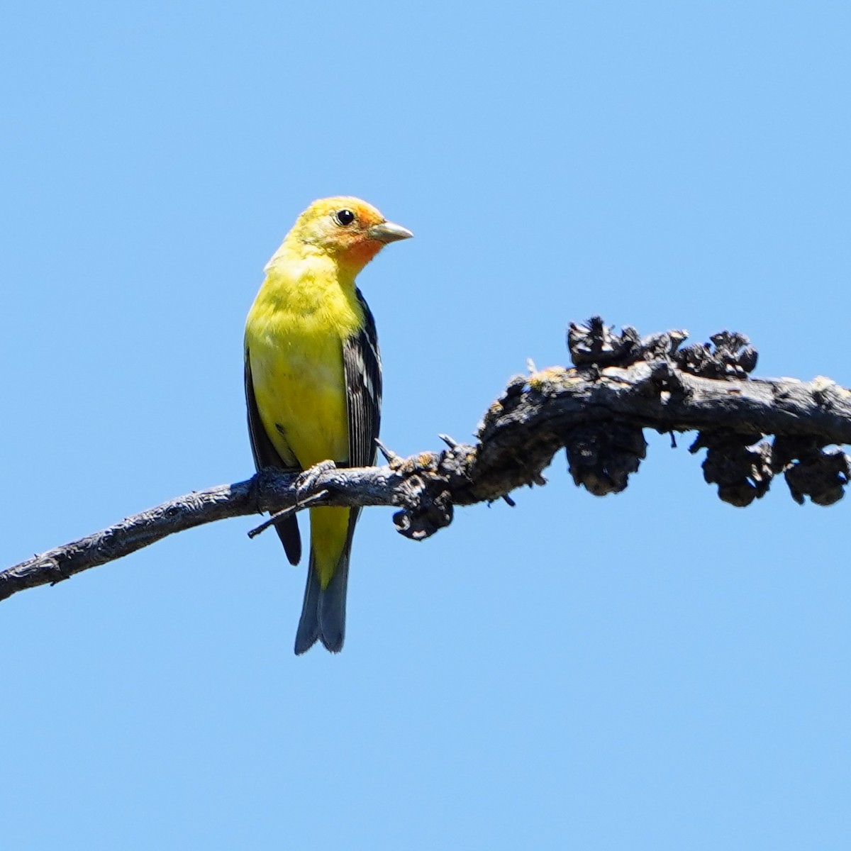 Western Tanager - ML618804370