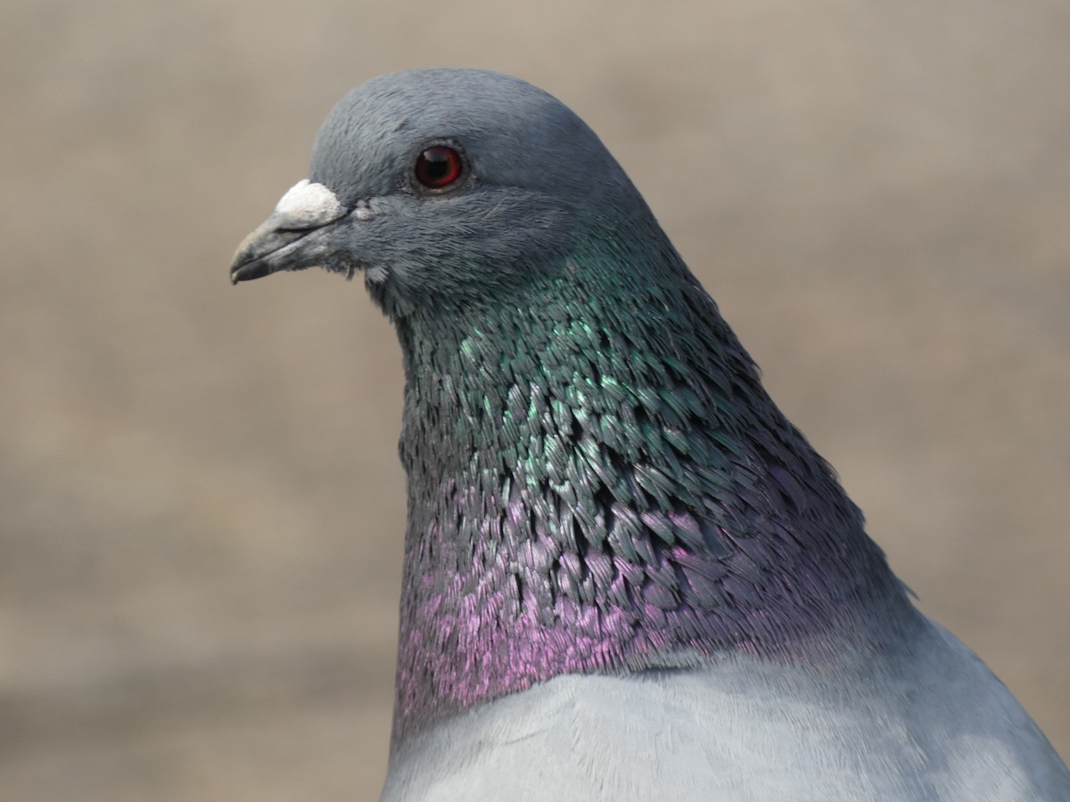 Rock Pigeon (Feral Pigeon) - ML618804371
