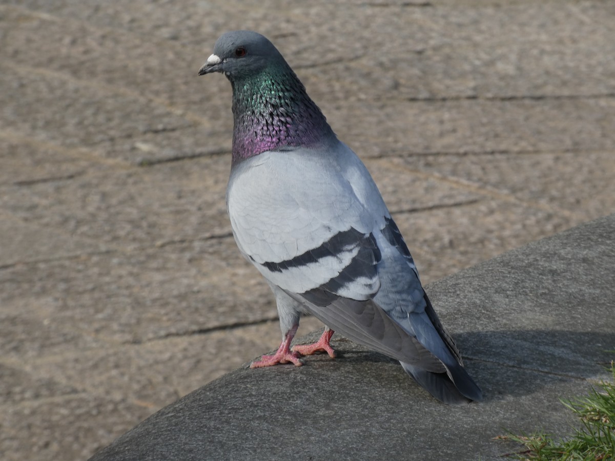 Rock Pigeon (Feral Pigeon) - ML618804375