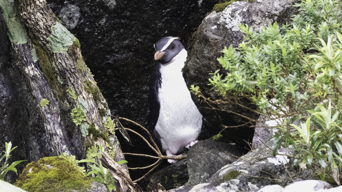 Pingüino de Fiordland - ML618804378