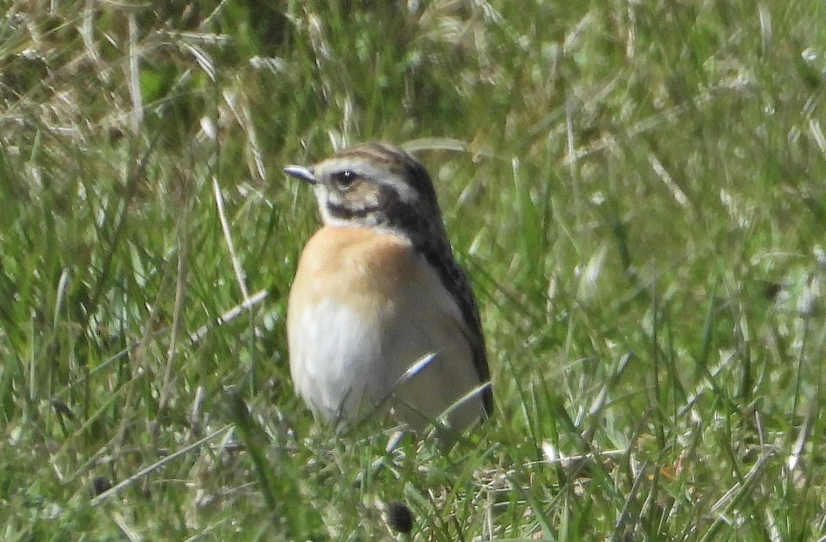 Whinchat - ML618804438