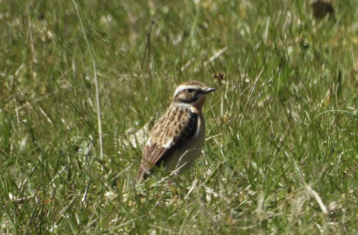Whinchat - ML618804439