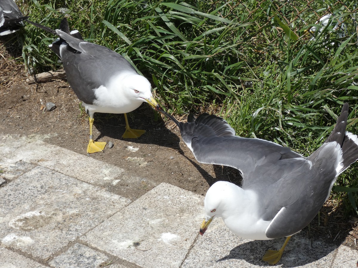 Black-tailed Gull - ML618804443