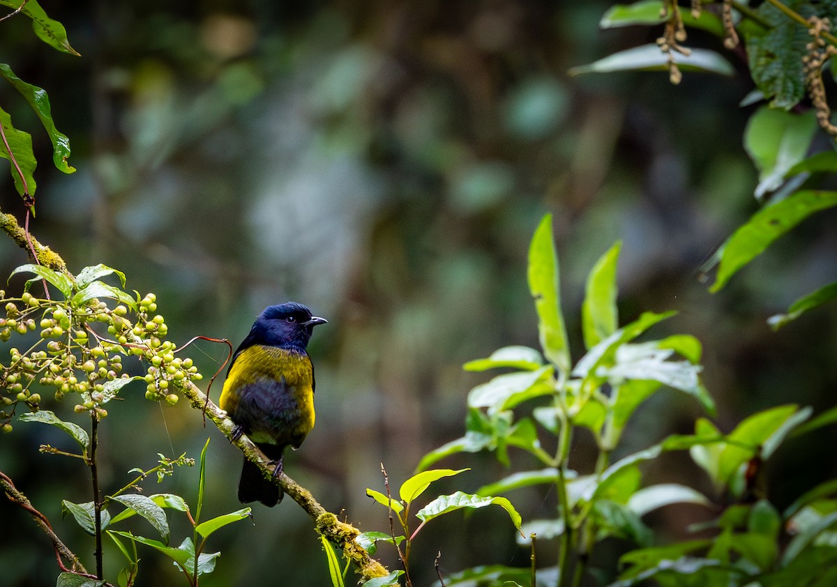 Black-and-yellow Silky-flycatcher - ML618804451