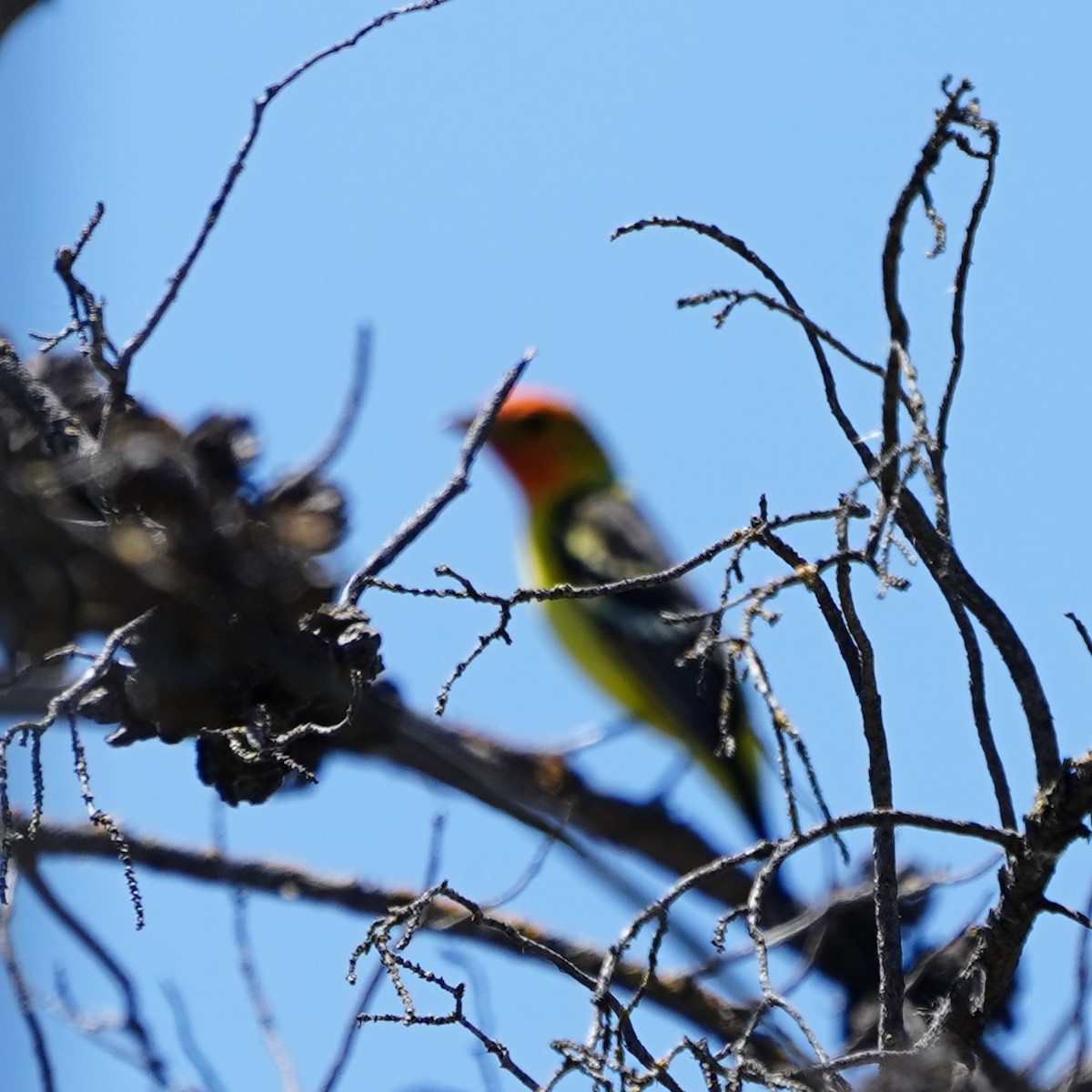 Western Tanager - mang mike