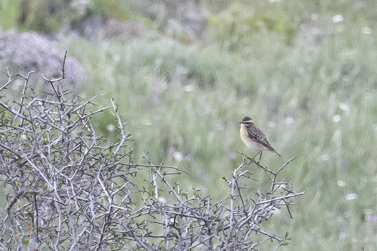 Whinchat - ML618804454