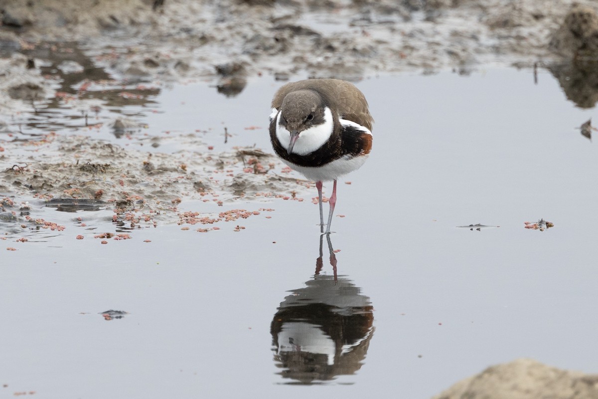 Red-kneed Dotterel - ML618804460
