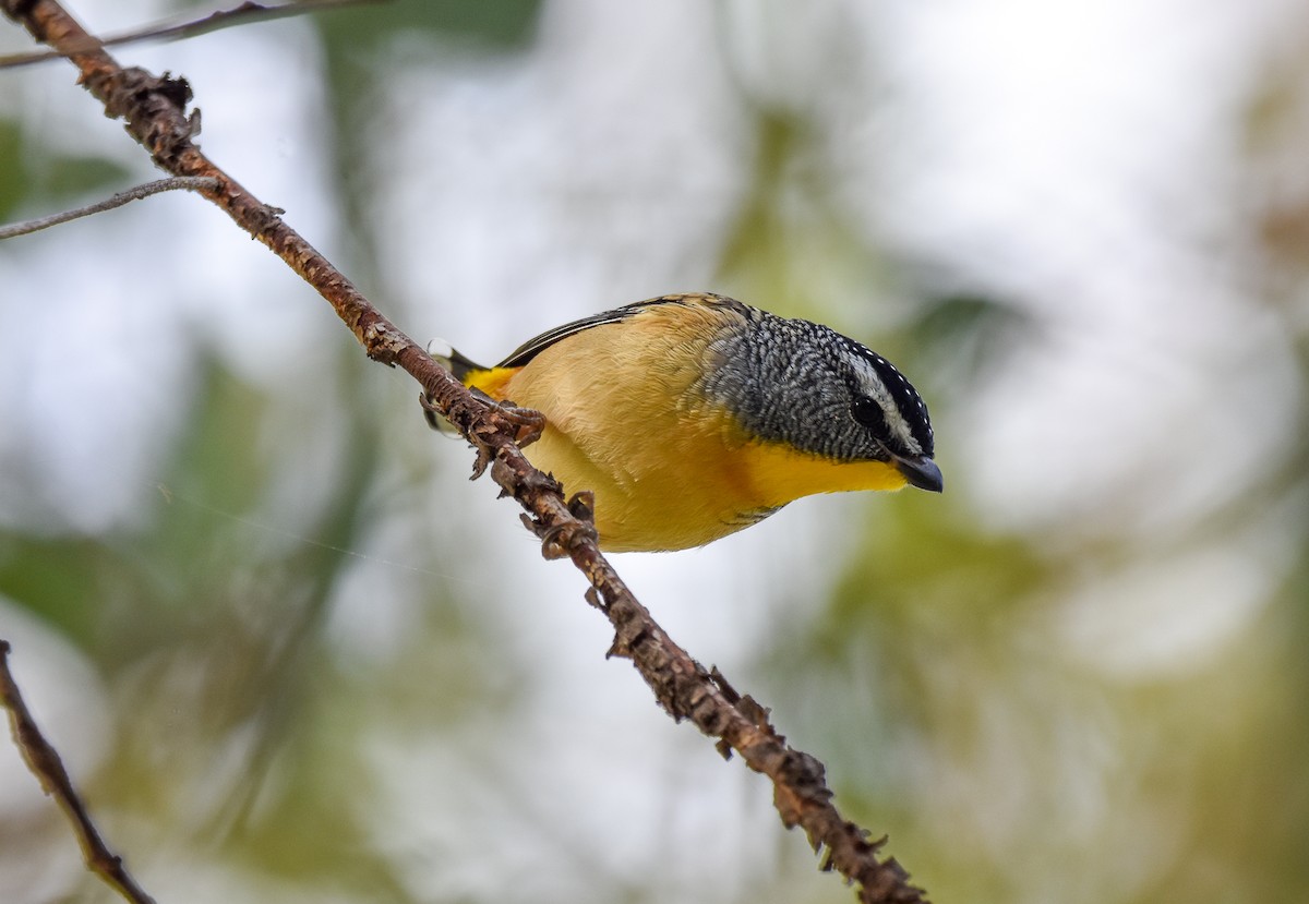 Spotted Pardalote - ML618804463