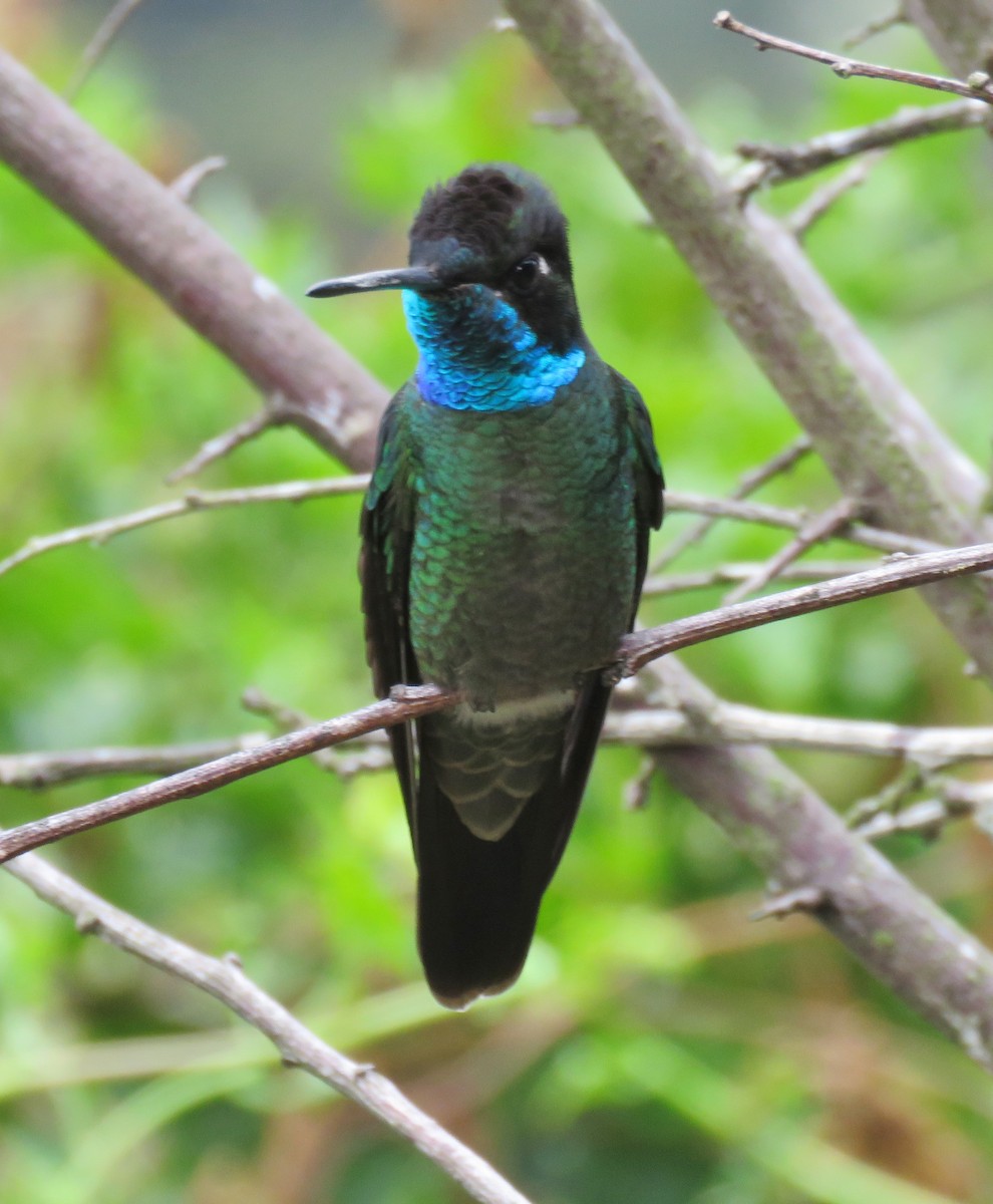 Talamanca Hummingbird - Karen Rose