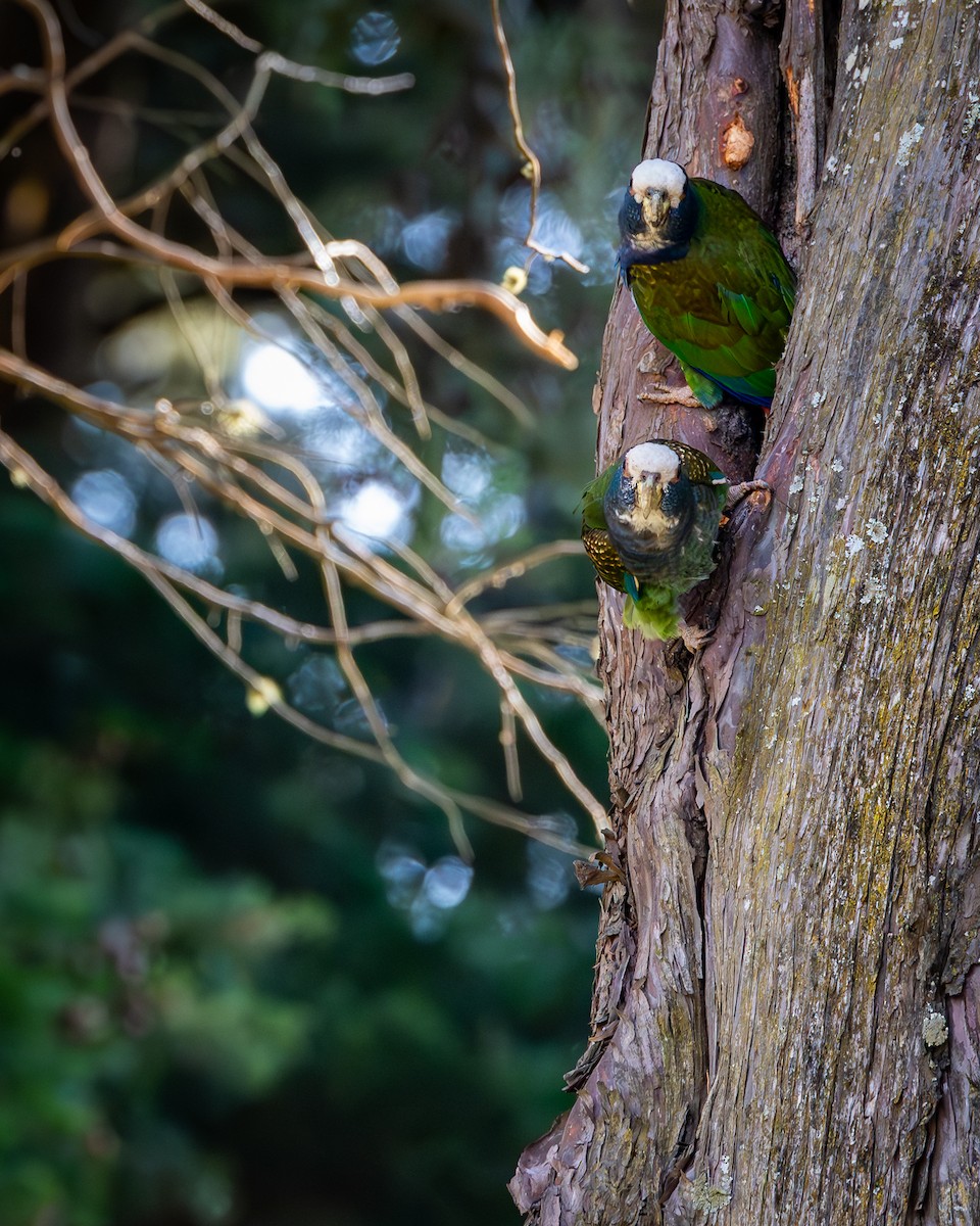 White-crowned Parrot - ML618804494