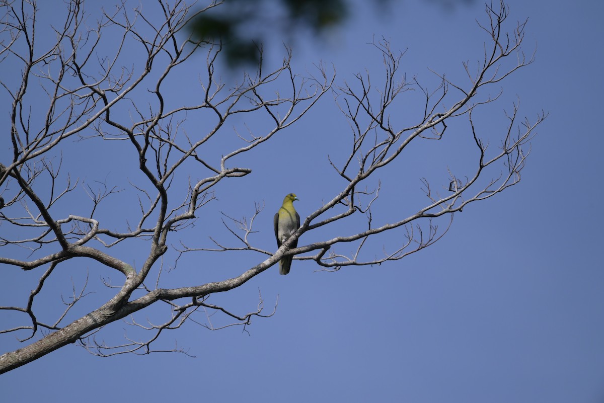White-bellied Green-Pigeon - ML618804508